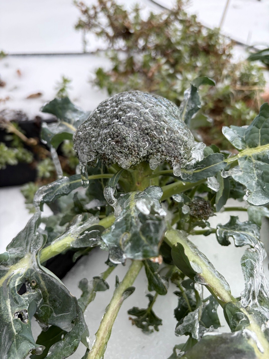Broccoli