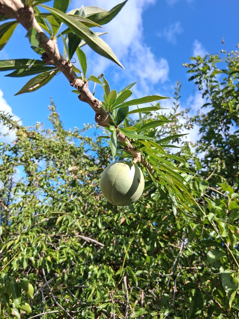 Đào tiên – Crescentia cujete