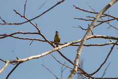 Euphonia affinis