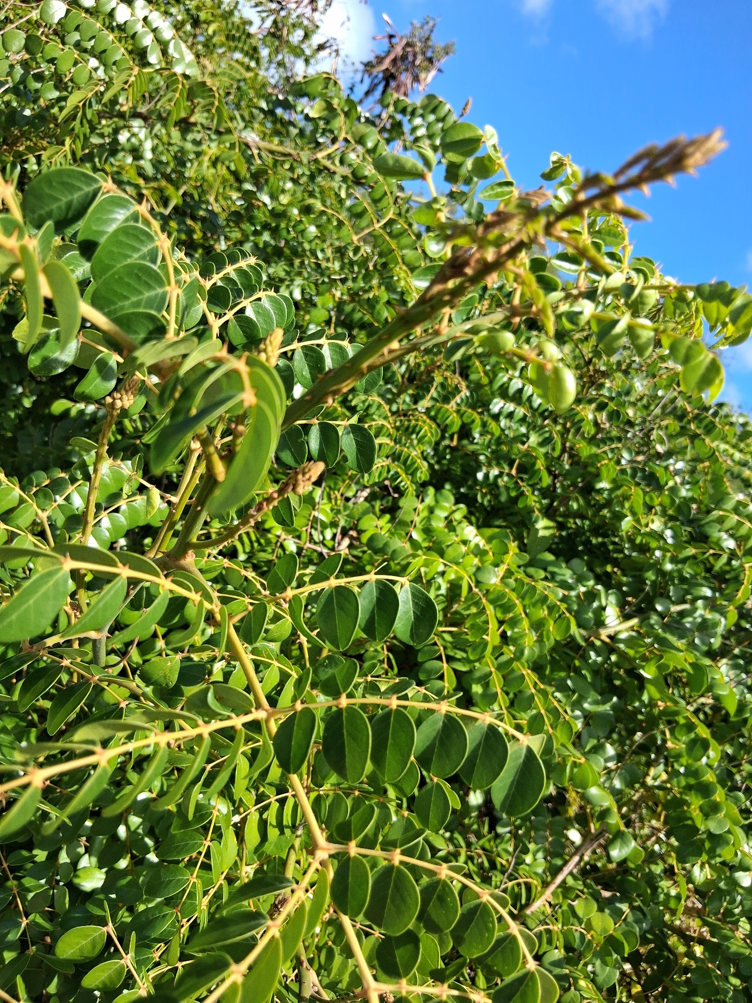 Black Warri (Guilandina ciliata)