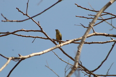 Euphonia affinis