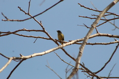 Euphonia affinis
