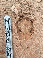 Equus asinus