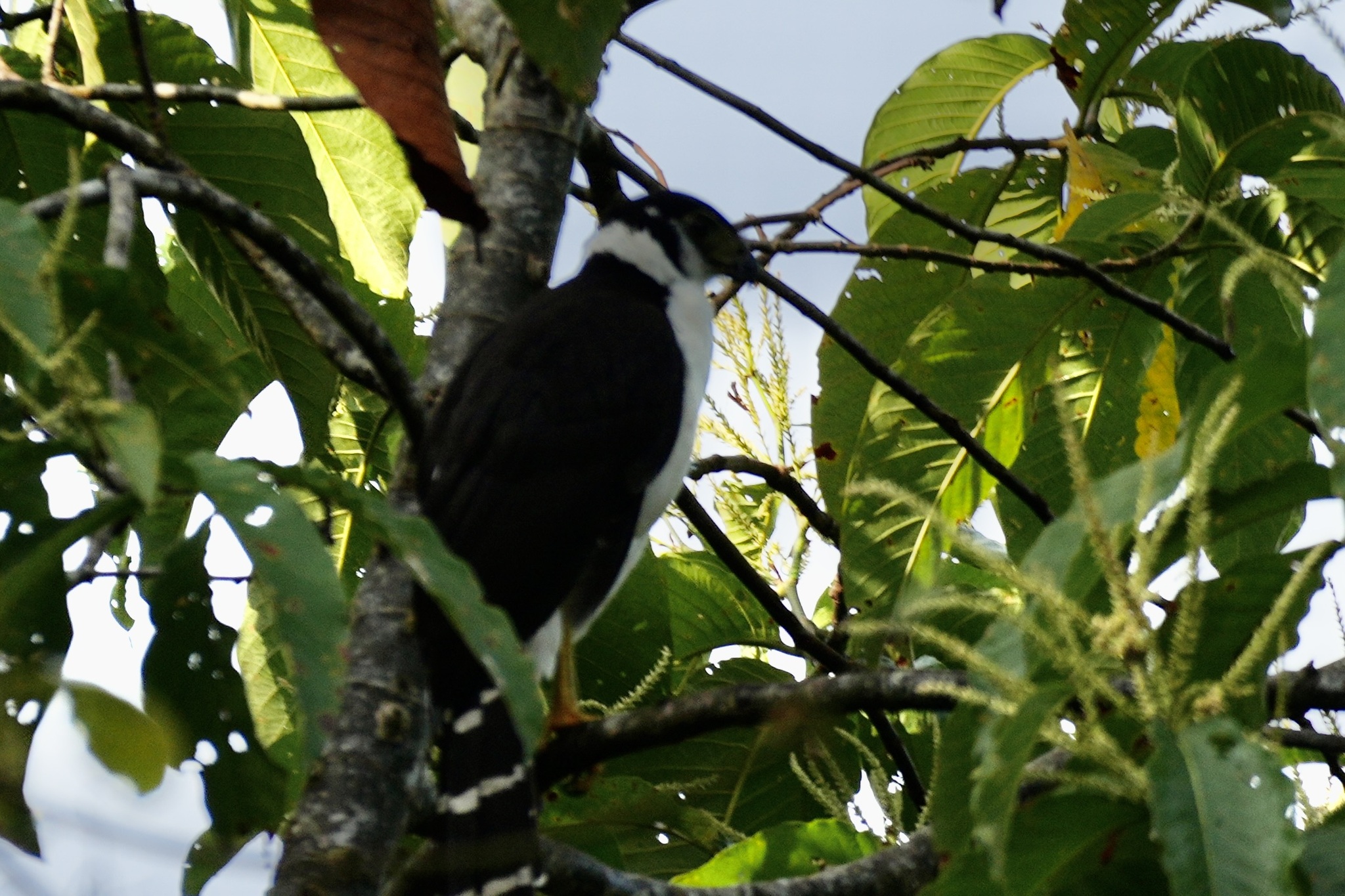 Collared Forest Falcon (Micrastur semitorquatus), photo 2