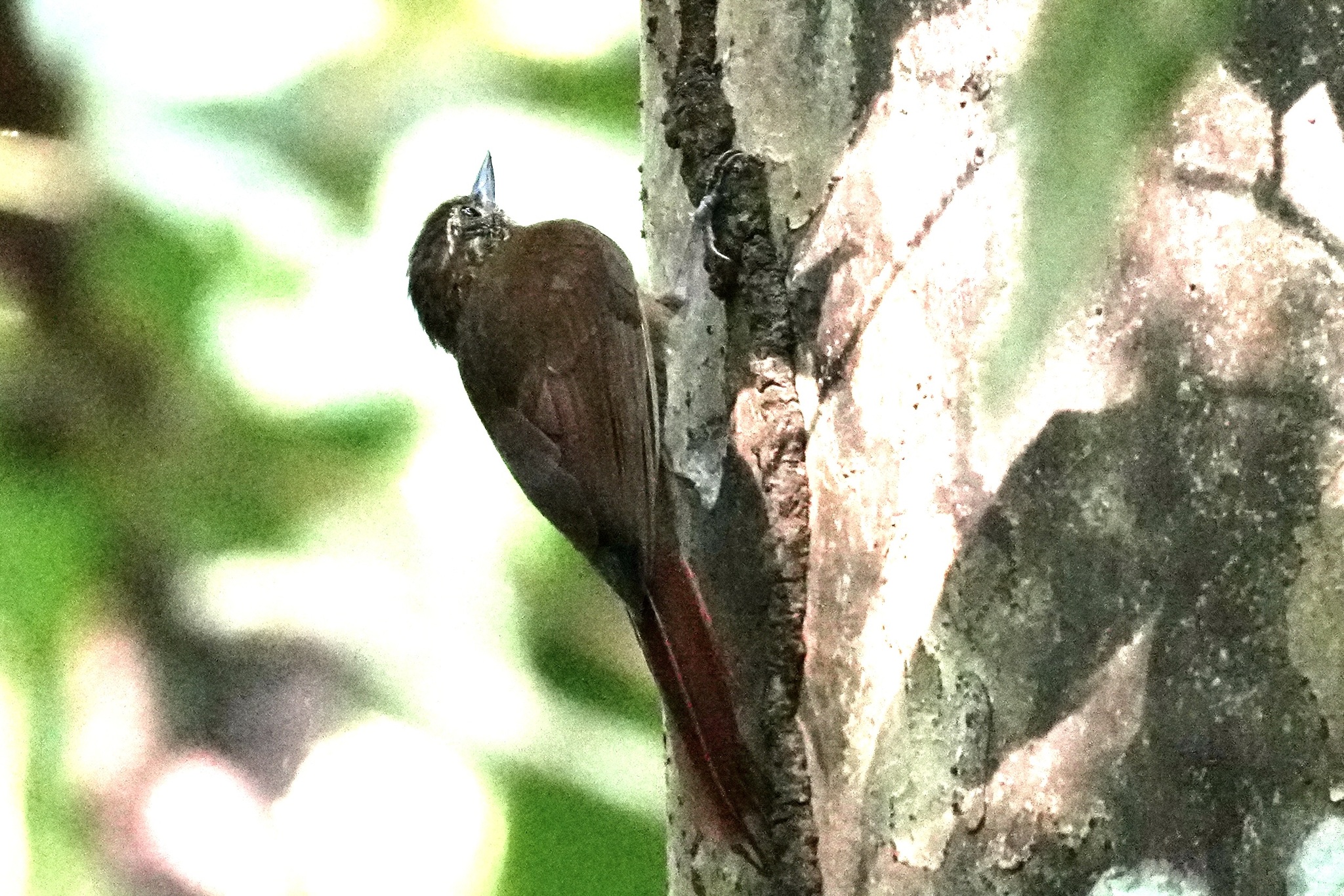 Wedge-billed Woodcreeper (Glyphorynchus spirurus), photo 2