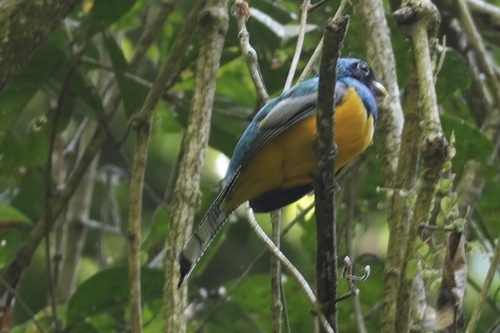 Amazonian Black-throated Trogon (Trogon rufus), photo 5