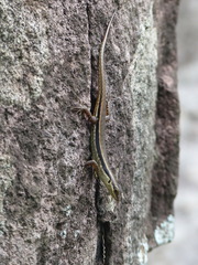 Sphenomorphus melanopogon