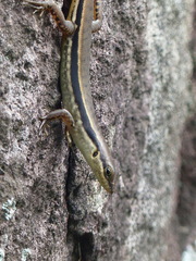 Sphenomorphus melanopogon