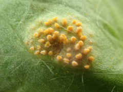 Aecidium ranunculi-insignis