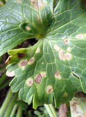 Aecidium ranunculi-insignis