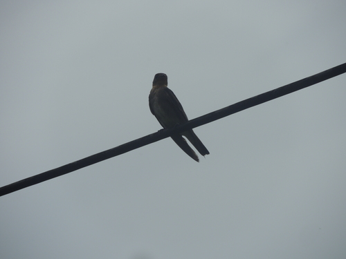 Southern Rough-winged Swallow (Stelgidopteryx ruficollis), photo 8