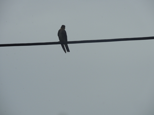 Southern Rough-winged Swallow (Stelgidopteryx ruficollis), photo 9
