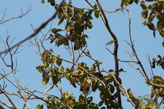 Polioptila albiloris