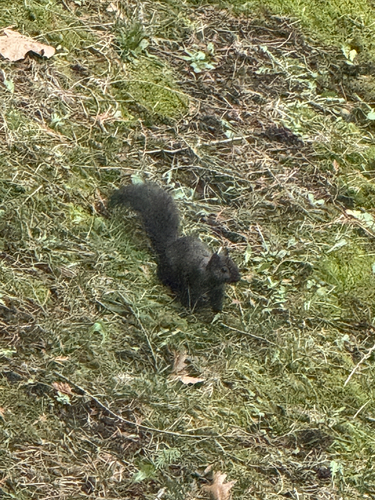 Eastern Gray Squirrel