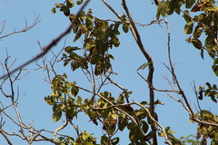 Polioptila albiloris