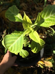 Salvia divinorum
