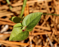 Endodeca serpentaria