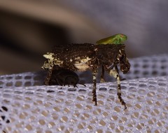 Aesiotes leucurus