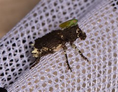 Aesiotes leucurus