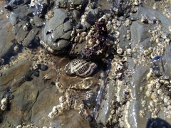 Acanthinucella punctulata