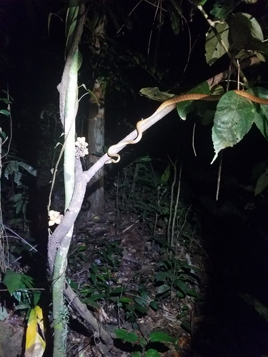 Brown Tree Snake sighting