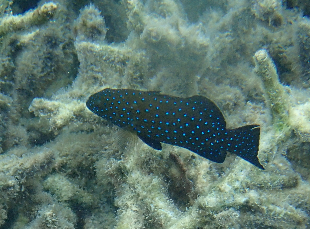 Squaretail coralgrouper (Plectropomus areolatus) — Serranidae