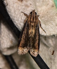Zalissa catocalina