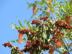 Alvaradoa amorphoides