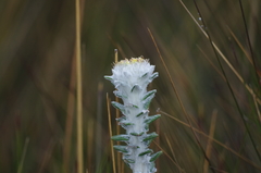 Lasiocephalus ovatus