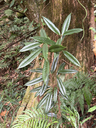 Symplocos stellaris, photograph 3