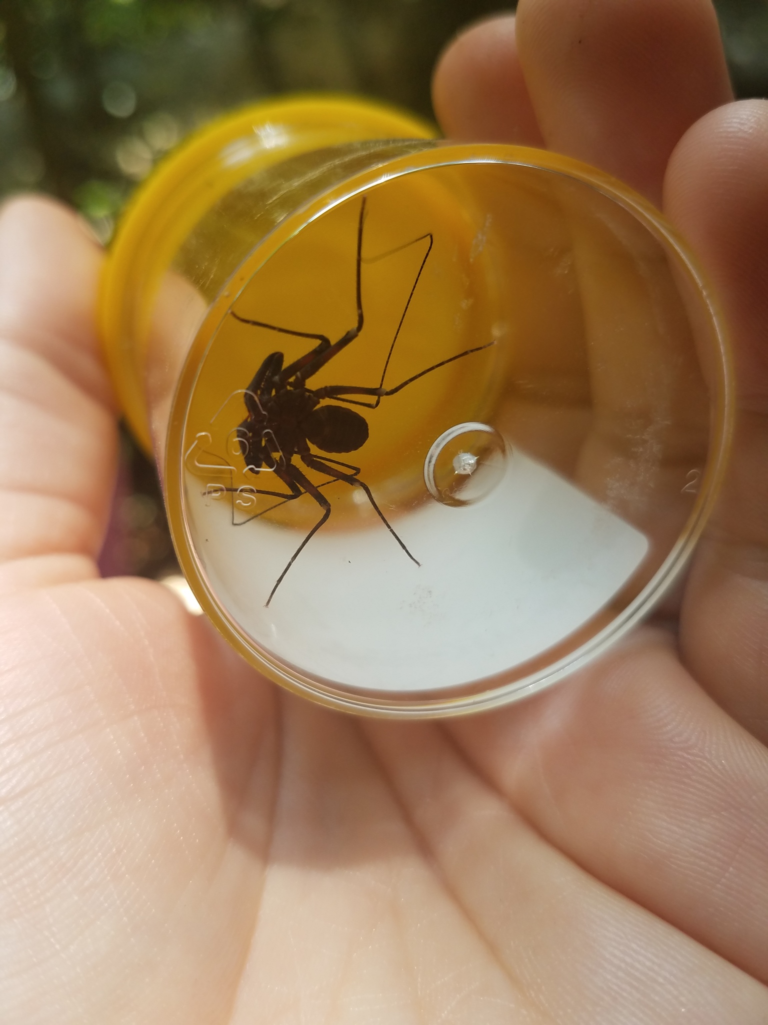 Charinus pescotti Dunn, 1949
