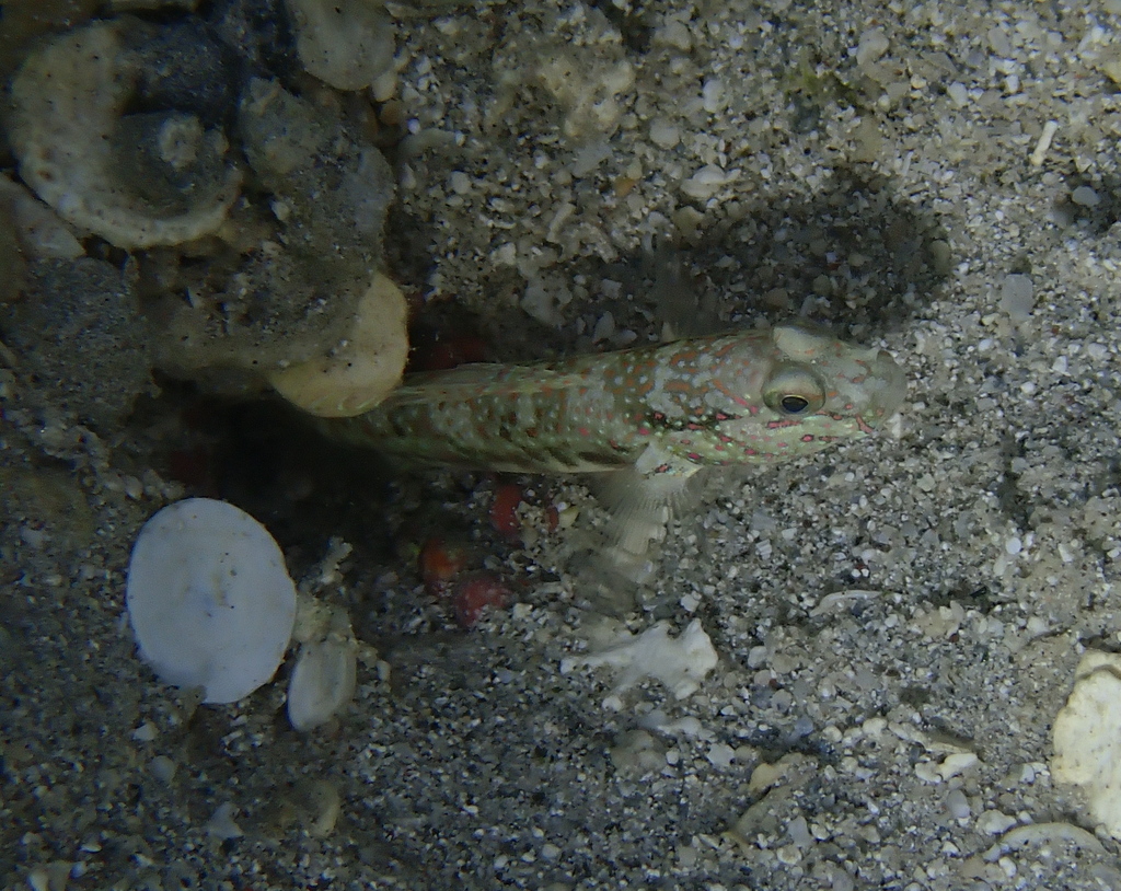 Leptocephalus Prawn-goby