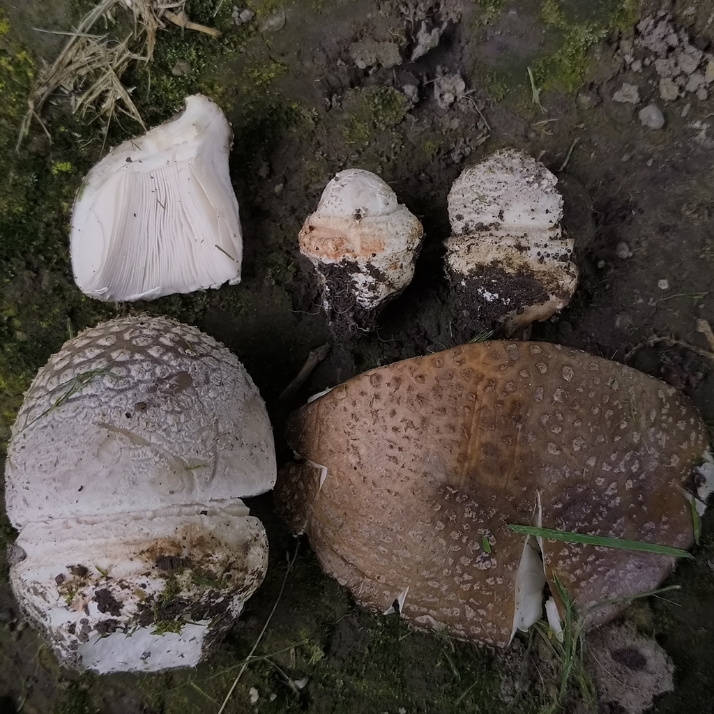 Amanita excelsa spissa · January 2026 · photo: © zedt (iNaturalist, cc-by)