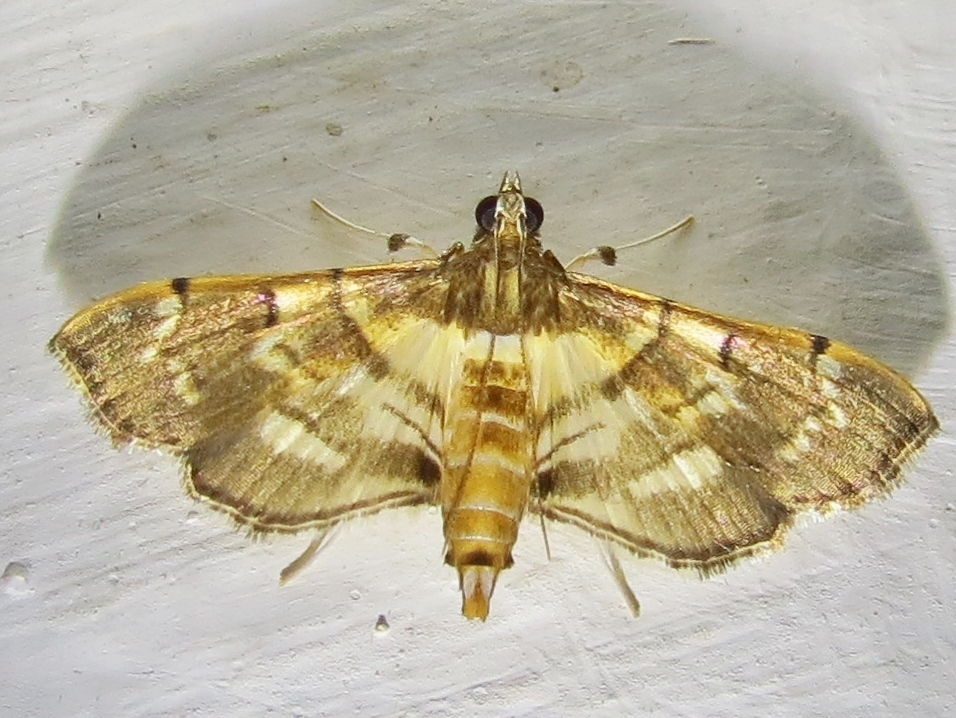 Salbia cassidalis