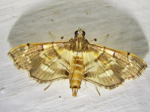 Salbia cassidalis Guenée, 1854