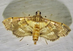 Salbia cassidalis
