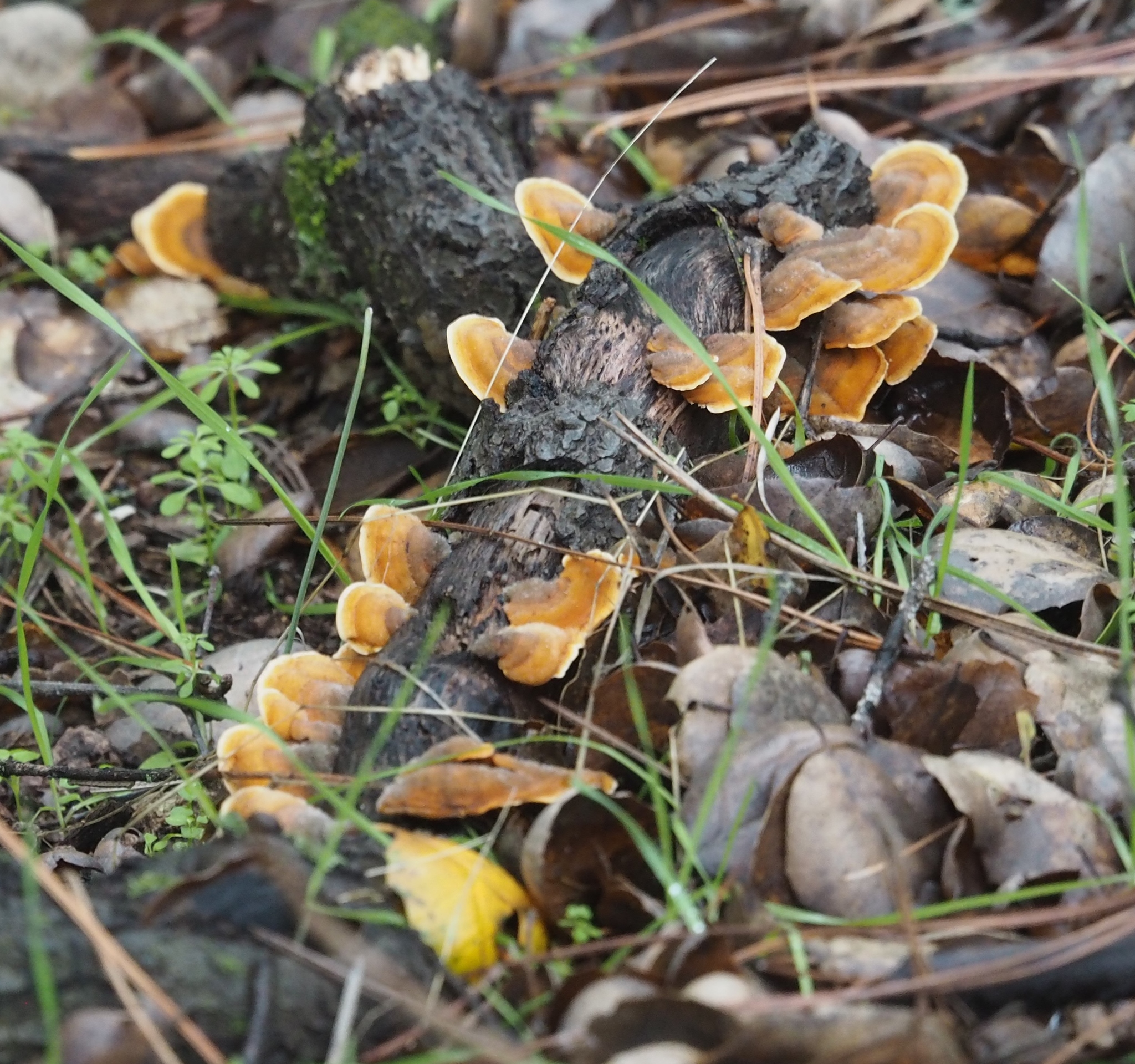 Stereum hirsutum image