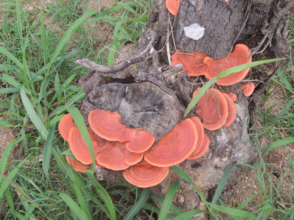 Trametes sanguinea · January 2026 · photo: © paulonogueira1 (iNaturalist, cc-by)