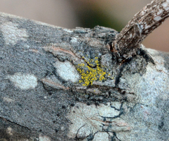 Candelariella xanthostigmoides