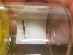 Ithystenus hollandiae