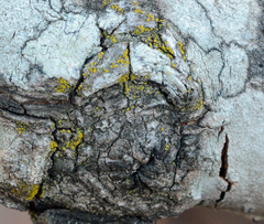 Candelariella xanthostigmoides