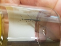 Ithystenus hollandiae
