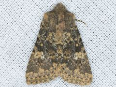 Pseudobryomima fallax