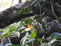 Guarianthe aurantiaca