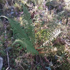 Polystichum speciosissimum