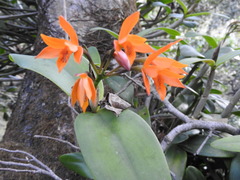 Guarianthe aurantiaca