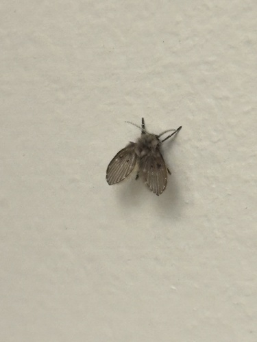 Unknown species found near University of Victoria, Oak Bay, BC, CA