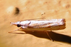 Parapediasia ligonellus