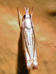 Parapediasia ligonellus