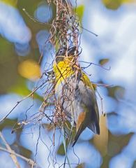 Ploceus nelicourvi